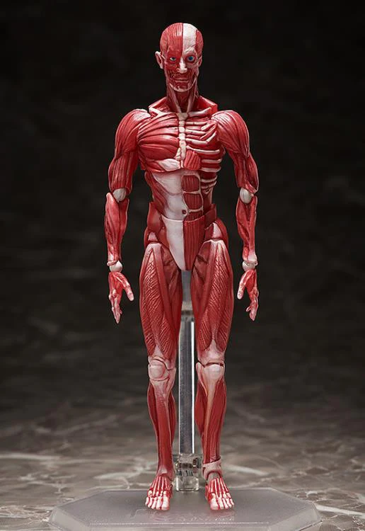 [Original] figma Human Anatomical Model - figma - Image 3