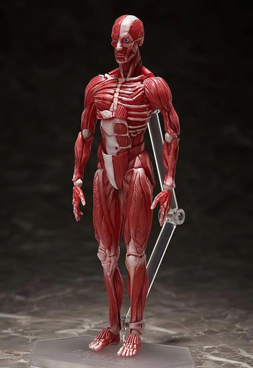 [Original] figma Human Anatomical Model - figma - Image 4