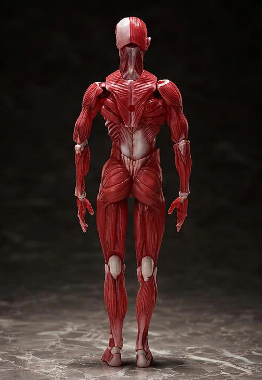 [Original] figma Human Anatomical Model - figma - Image 5