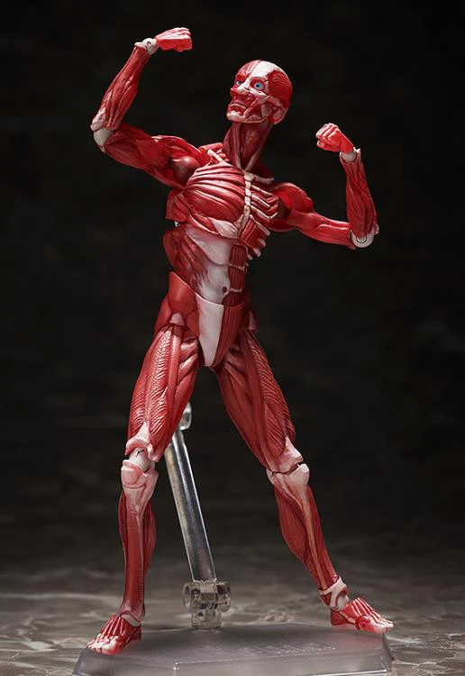 [Original] figma Human Anatomical Model - figma - Image 6