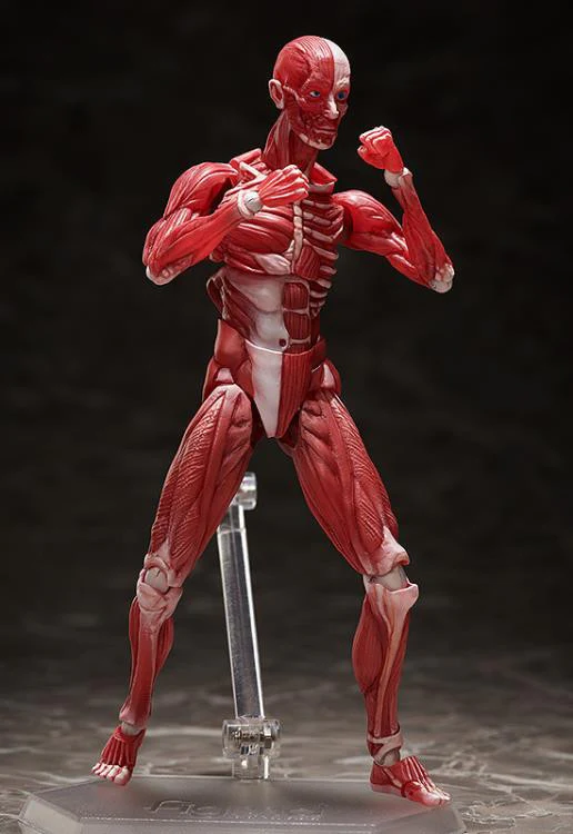 [Original] figma Human Anatomical Model - figma - Image 7