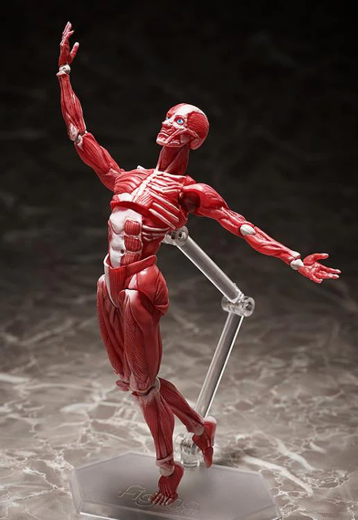 [Original] figma Human Anatomical Model - figma - Image 8