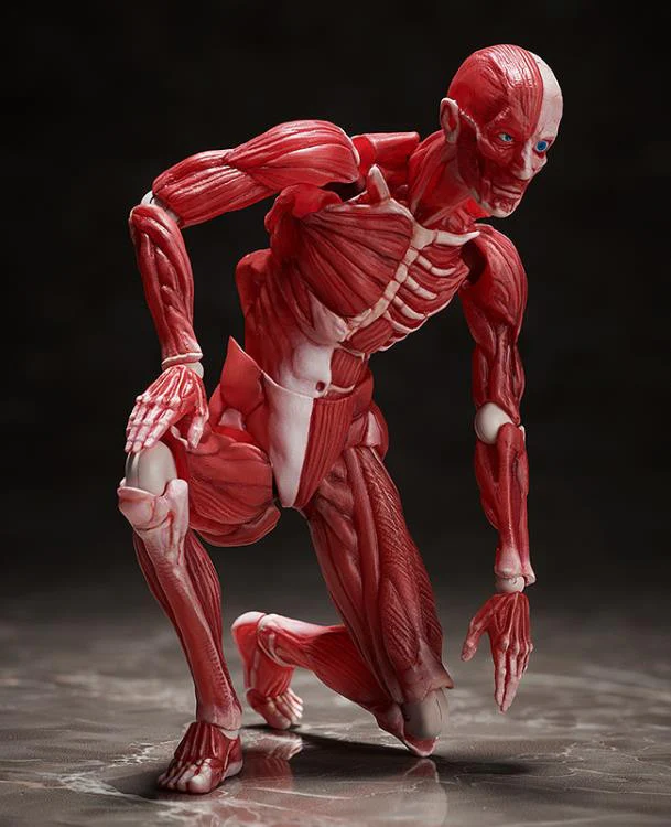 [Original] figma Human Anatomical Model - figma - Image 9